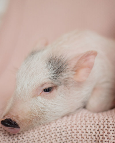 Pigglet Header