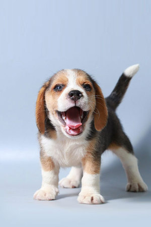 Puppytest Overview