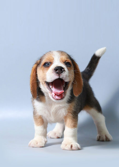 Puppytest Overview
