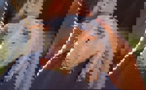 2024 09 Varkens Kennispartnerartikel Hoofdafbeelding