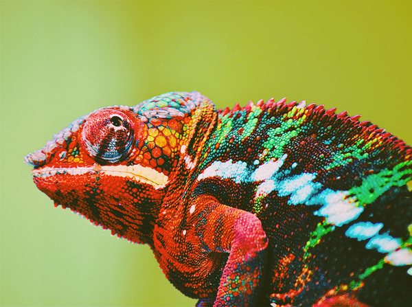 Close-up van een kleurrijke kameleon in rood, groen en blauw tegen een groene achtergrond